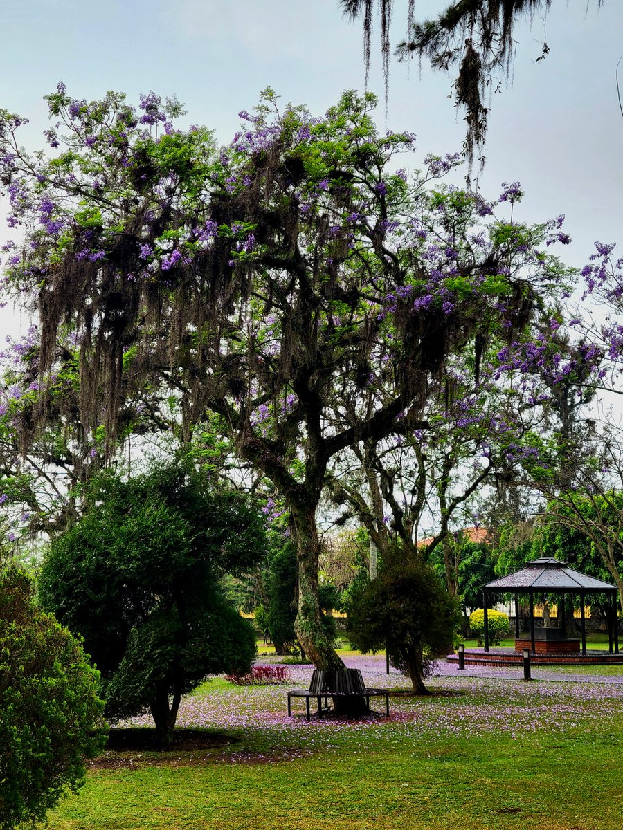 angelvelazzquez's tweet photo. #JacarandaAzteca

casualmente, me topé este ejemplar en el Poliforum Mier y Pesado en la ciudad de Orizaba, Veracruz. 

foto recién capturada esta mañana☀️.

https://t.co/P8oMIHuIMP

@RicardoBSalinas @JorgeNikaidoB y @MLMSalinas. https://t.co/6thAoEHBrh