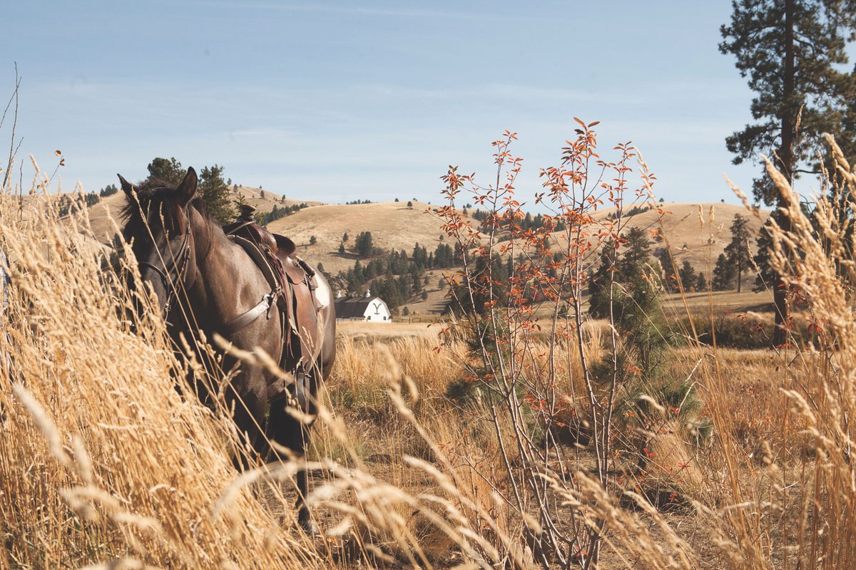 1883Reserve's tweet photo. Every bottle of 1883 Reserve reflects the rugged beauty, rich history, &amp; untamed spirit of Yellowstone—from the rolling hills to the open plains. This is more than wine; it’s a tribute to the land.​
​
#YellowstoneTV
​
Enjoy Responsibly. ©2025 Spike Cable Networks Inc. https://t.co/yCqzdhXSWC