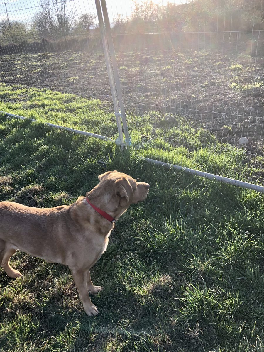 Checking out the building site that is growing in the #FieldOfManySniffs