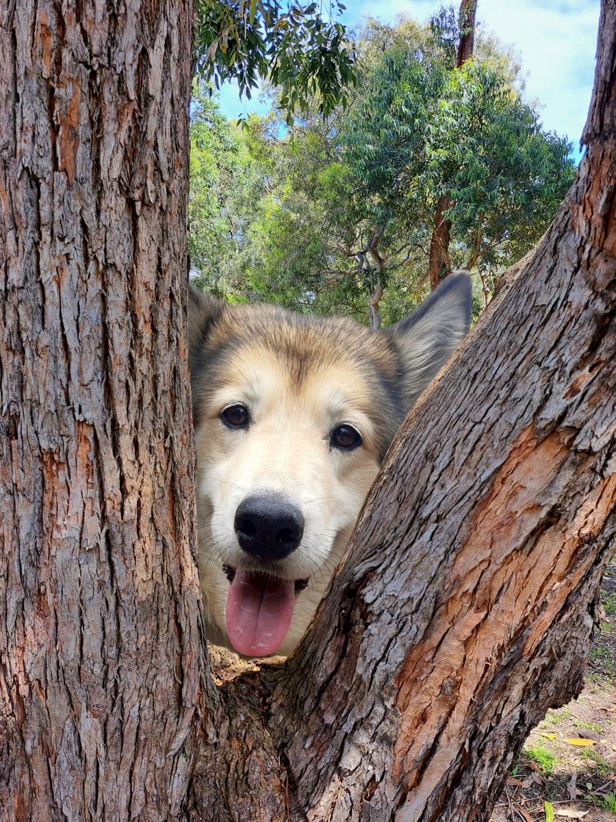mischiefretsnom's tweet photo. @danitahamel Good morning and Happy Wednesday Danita 😃 Oh what a beautiful view! 😍 

Peek-a-boo! 🦊 Monster having a cheeky time exploring the trees in Cheltenham Park!

#FrameThis! 🦊🖼 https://t.co/eJ8M6mOajU