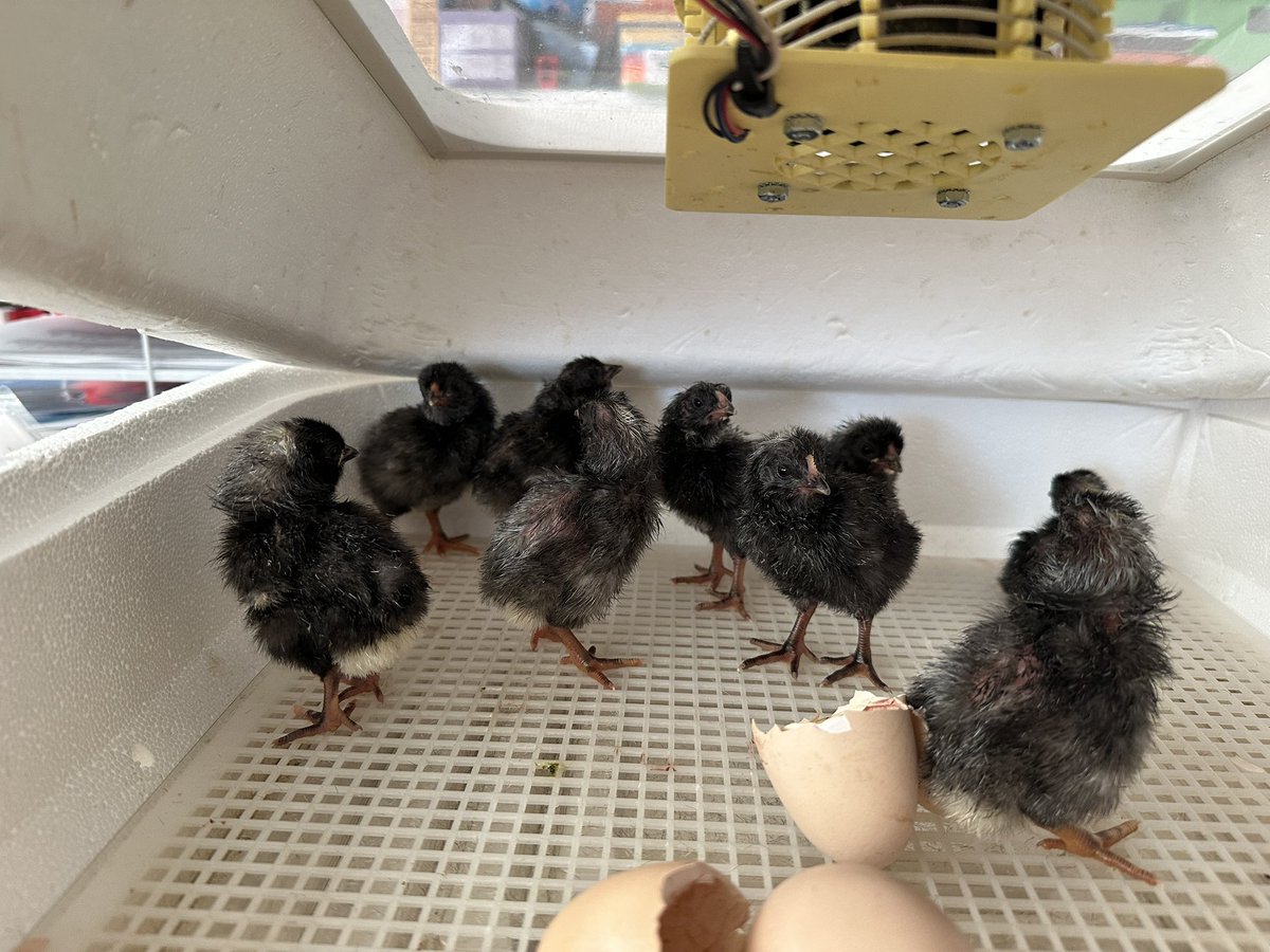 GuyonNicole's tweet image. Lots happening in Grade 6 @Community_Prep @HistoricNE Casey Farm ❤️