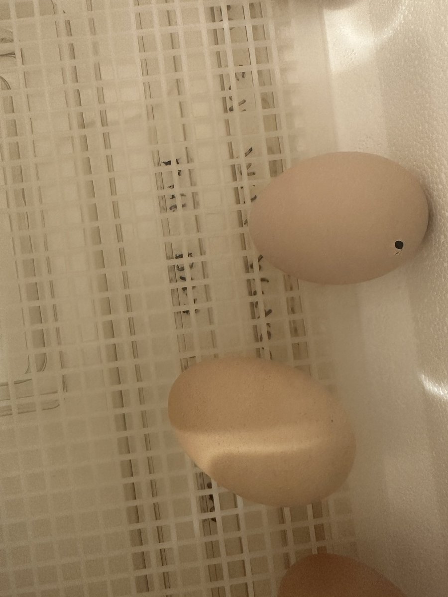 GuyonNicole's tweet image. Lots happening in Grade 6 @Community_Prep @HistoricNE Casey Farm ❤️