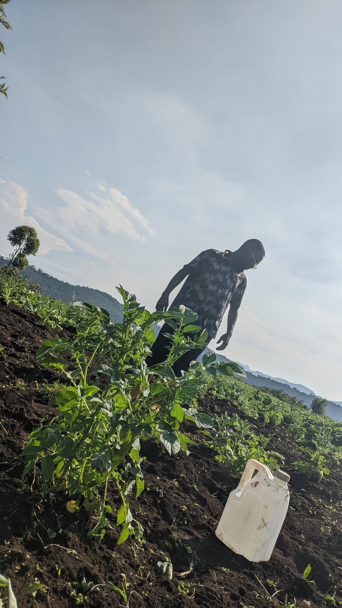 Bashong_Gray's tweet photo. 🇨🇩#Sud_kivu
La patience du cultivateur est sa plus grande richesse. Chaque pomme de terre qui pousse est une victoire sur le temps et l’effort."
Le DG de L'organisation #HURC dans ses œuvres ! https://t.co/RcOlqNopHu