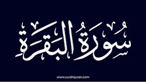 أروى طارق التل tweet media