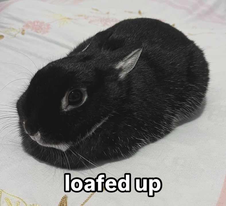 Bunnies tweet media