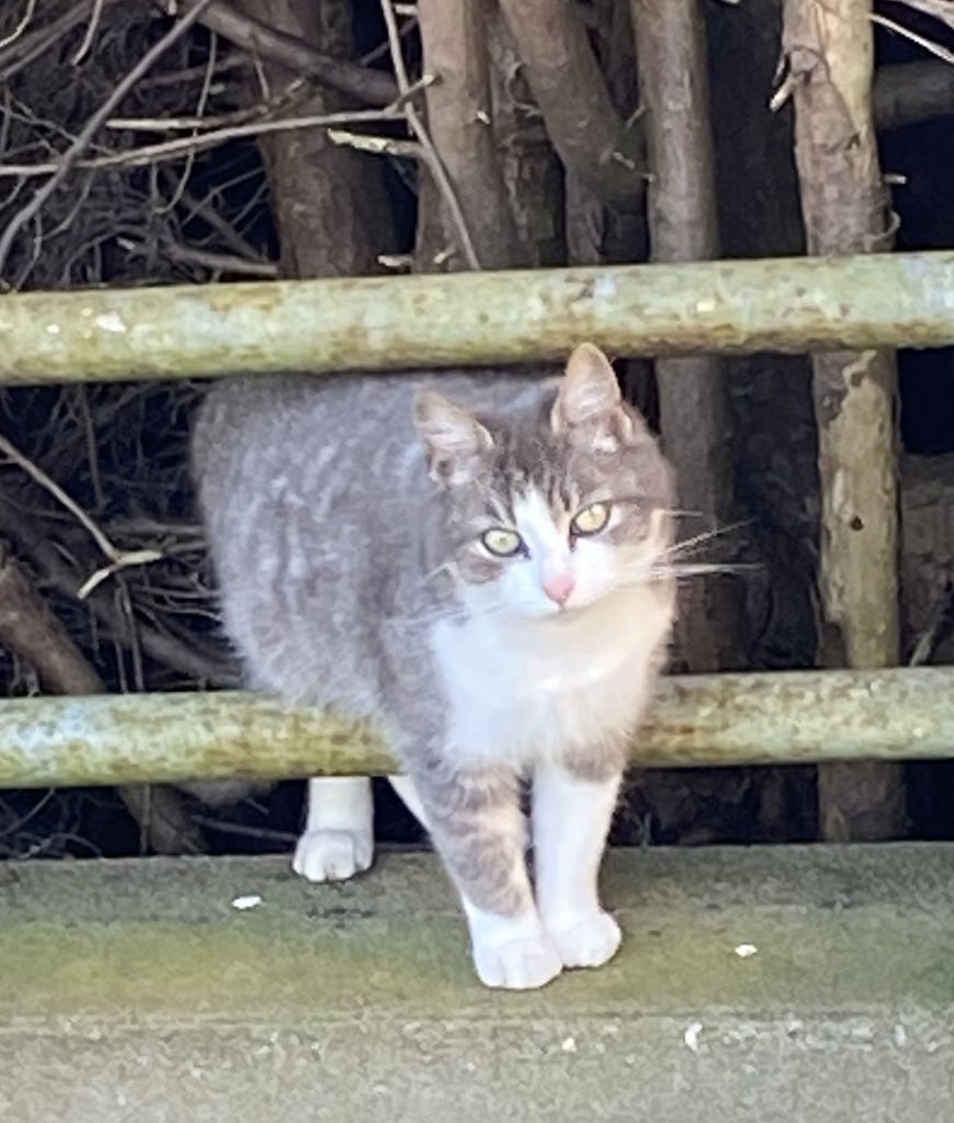 Vieanne Lyle tweet media