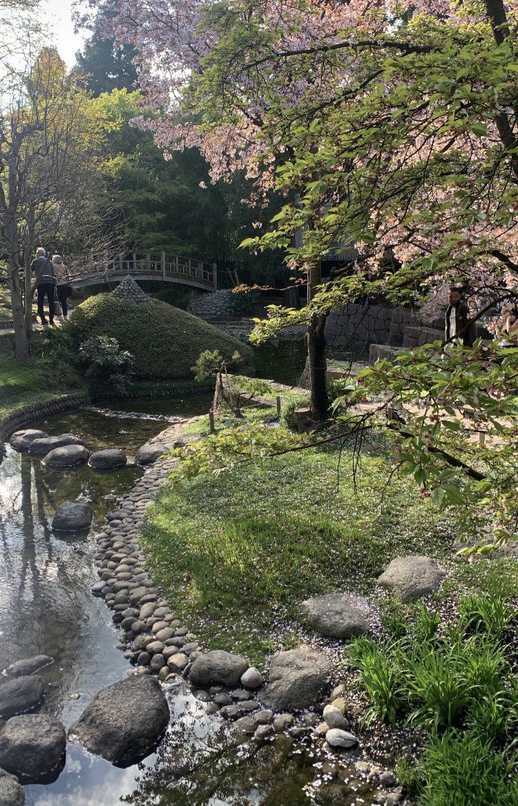 paomfr's tweet photo. today i walked 17k steps around paris and saw the cherry blossoms blooming https://t.co/cqdvnCbtig