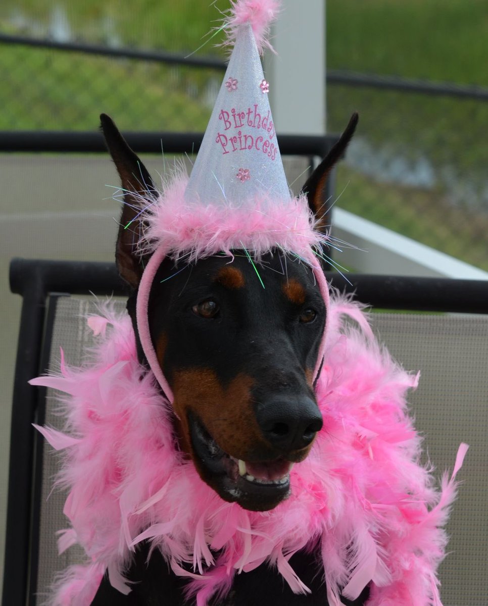 birthday puppy 🎈🎊