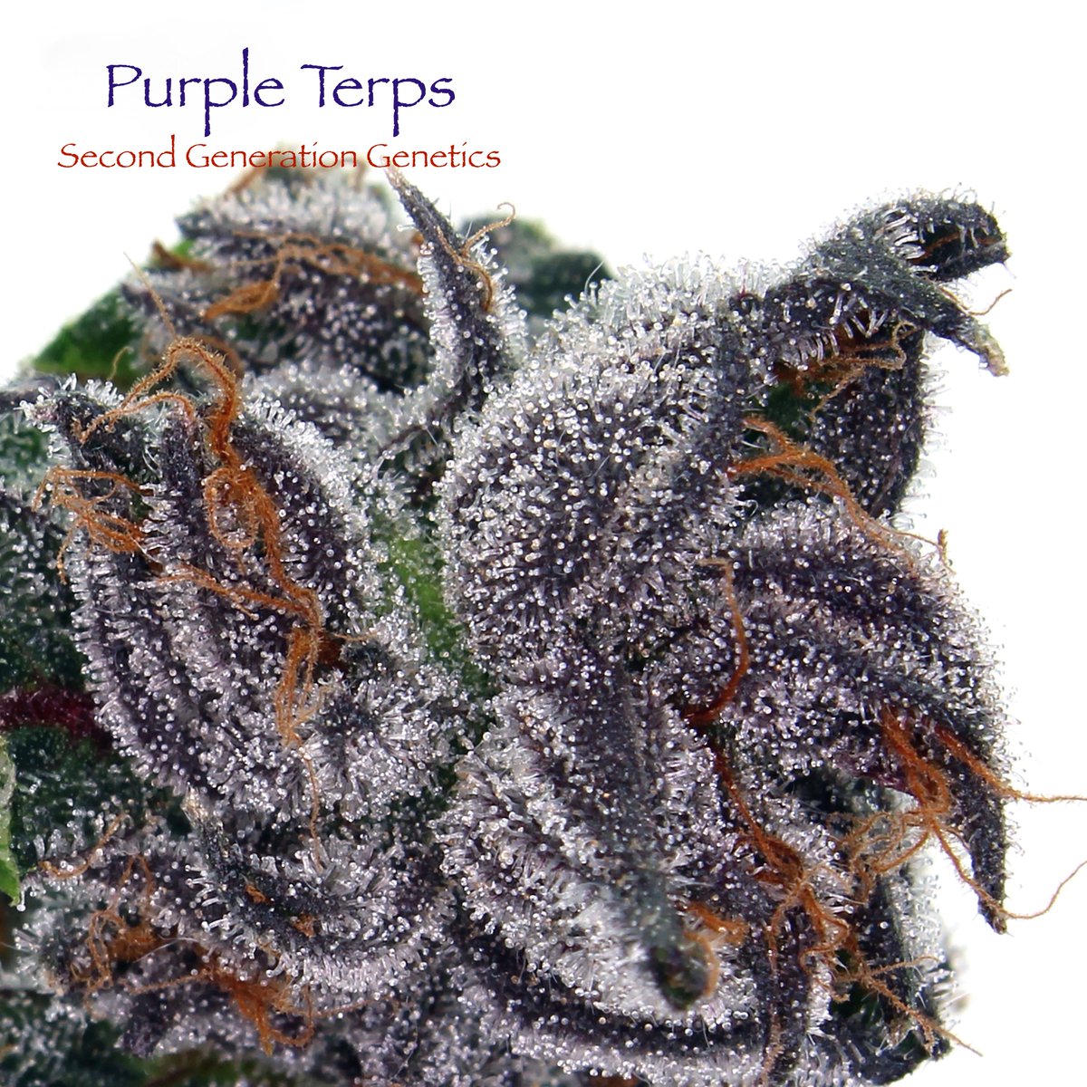 DCSeedExchange's tweet photo. 💜 Purple Terps is BACK! 💜
We’ve just restocked this stunning #secondgenerationgenetics F1 Hybrid! Bred from the legendary Obama Kush (mother) and our choice F4 Blueberry (father), expect beautiful colors and incredible aromas. Flowering in approximately 55-62 days with medium-well to large yields. Don’t miss out on this terpene-rich beauty!
On sale plus score a FREE half-pack of “BLT14” (BOOG x Indigo) with every Second Gen purchase!