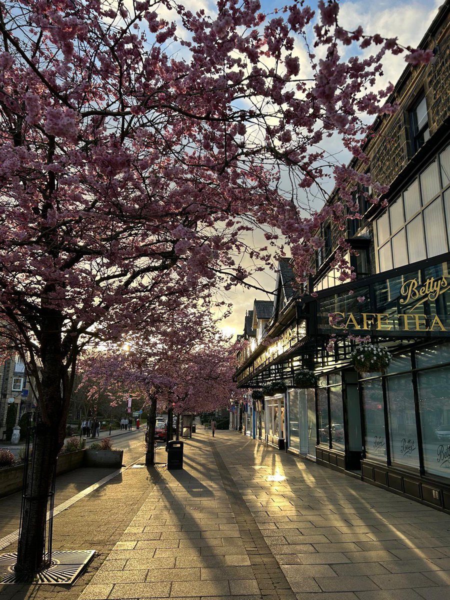 An Ilkley Diary (@anilkleydiary) on Twitter photo Blossom on The Grove. 🌸 Blossom on The Grove. 🌸