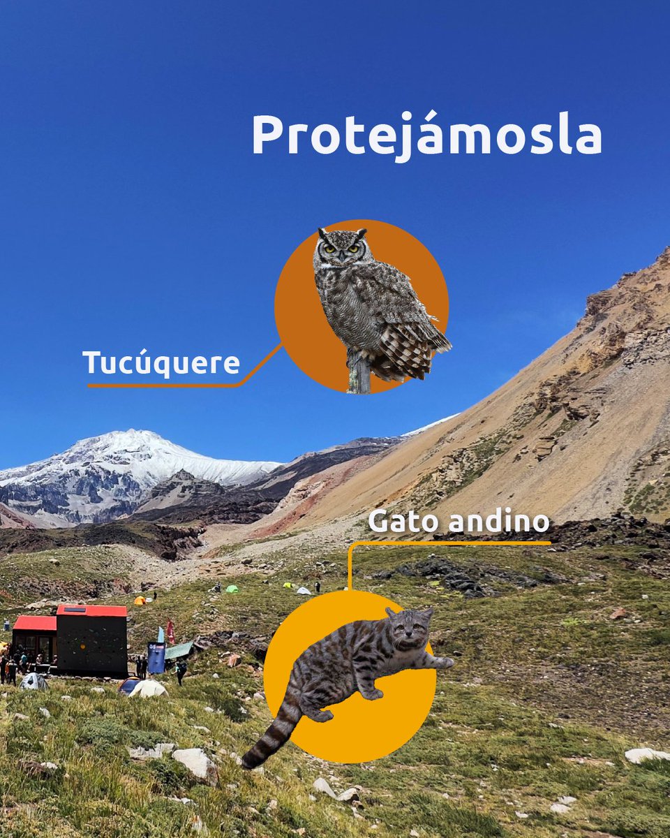 🔎 ¿Sabías que en los valles del Tupungato habitan especies únicas? ¡Algunas de ellas en grave peligro de extinción! 😖

🐱 Gato Andino – Uno de los felinos más difíciles de ver en el mundo.
🦅 Cóndor Andino – El ave más grande del mundo 🤯
🦉 Tucúquere – El señor de la nocheeee
