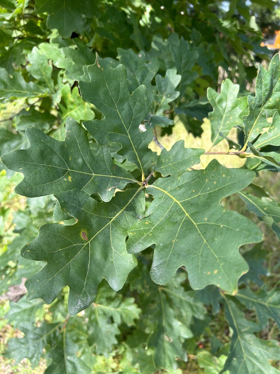 drbillyjbeck's tweet image. WAY early - but the 2025 #WindbreakSchool schedule is out! 

Critical #farm infrastructure - 🌳💪

Details and registration instructions forthcoming 👇

naturalresources.extension.iastate.edu/programs/windb…

@ISUANR #windbreaks #forestry #extension @IowaNRCS