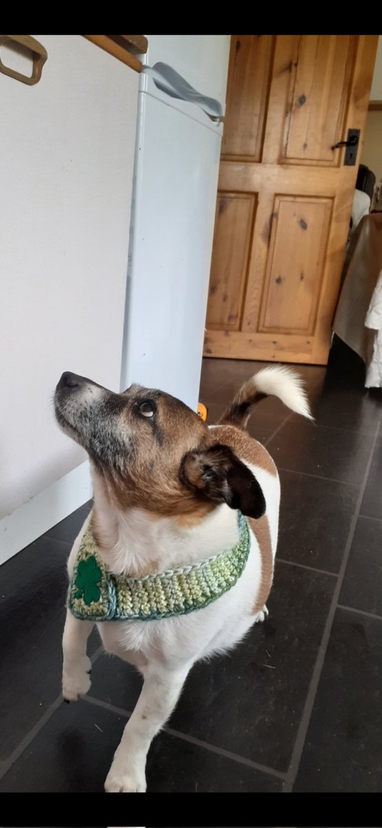 SuzyYoung24's tweet photo. Our darling #AngelBuddy doing a good #wontlookwednesday on mum last year
And in hims proud St Paddy's coller too
๐ซฃ๐ถโ๏ฟฝ๏ฟฝ๏ธ๐คญ๐คญ๐คญ
Angel Wings Love๐ชฝ๐๐ชฝ https://t.co/CMd0OvMmcZ