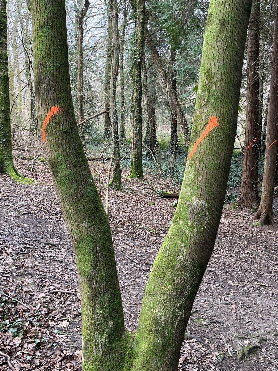iowremainer's tweet photo. Lots of trees marked with the orange line of doom in Firestone Copse #isleofwight. Huge amount of deforestation planned including some in sequoia avenue. Let’s hope @ForestryEngland actually start replanting the copse too as there will be some very bare areas. https://t.co/72kNztyzhg