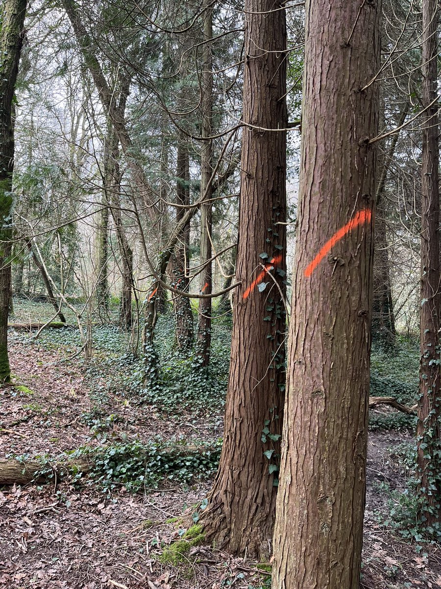 iowremainer's tweet photo. Lots of trees marked with the orange line of doom in Firestone Copse #isleofwight. Huge amount of deforestation planned including some in sequoia avenue. Let’s hope @ForestryEngland actually start replanting the copse too as there will be some very bare areas. https://t.co/72kNztyzhg