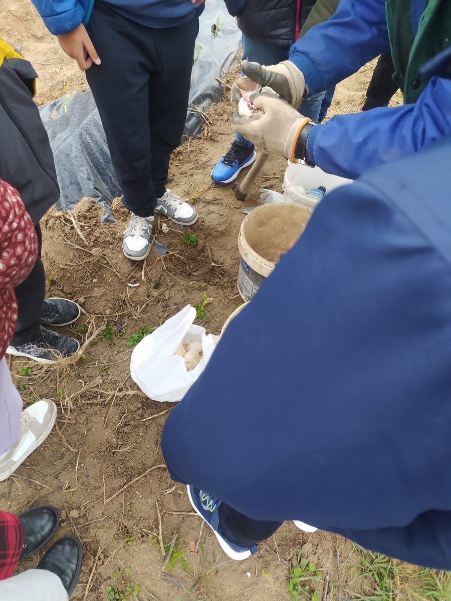 rafadefarra's tweet photo. Plantando ajos en el #huertoescolar con Pedro, un señor del pueblo en nuestro #ApS #Juntosaprendemosmas #aprendizajeintergeneracional los pusimos en la Luna menguante de enero 🌒 @redAPS_LaRioja https://t.co/BrUQBTff69