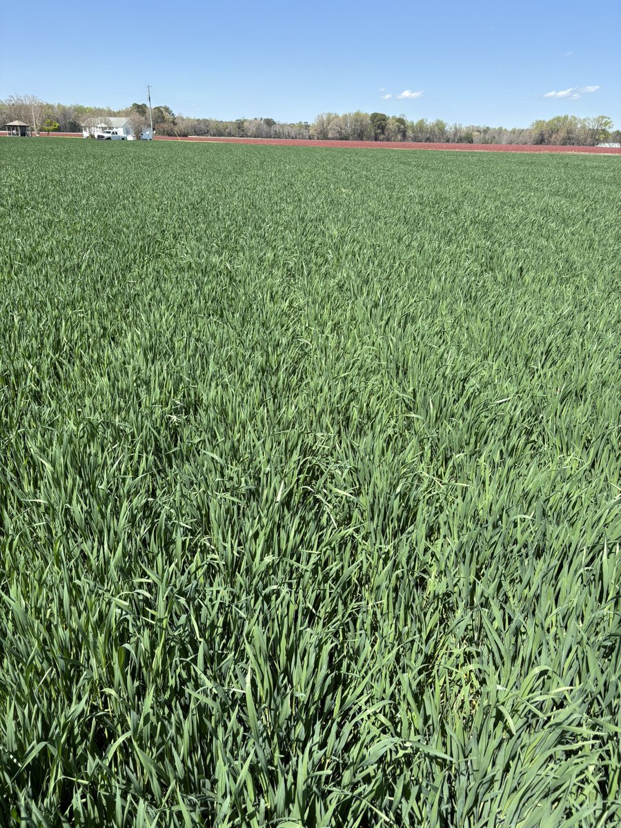 joyner_jd's tweet photo. Aphid numbers picking up a little bit in wheat. #Scout25 https://t.co/OVhkgjY5Av
