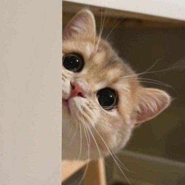 Cat 🐈 (@cutecatsmagic) on Twitter photo 