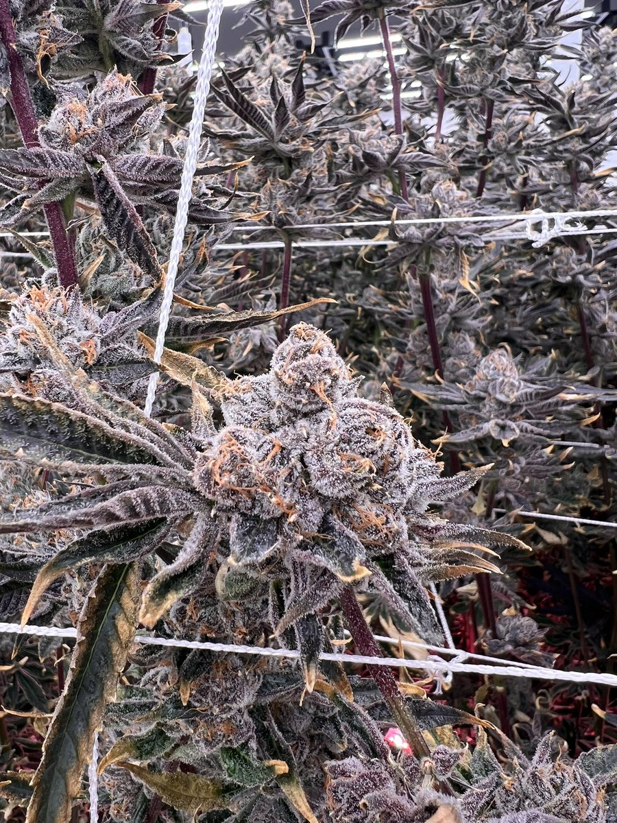 🚨🚨HALF POUND GIVEAWAY🚨🚨

We’re going to be picking a lucky winner for a free half! 

1. Must follow <a href="/SmokeKindTHCa/">Kind Co</a> 
2. Must retweet this post 
3. Tag 3 friends in post 
4. Must be 21+ to participate 
5. Do a random act of KINDNESS (that’s optional but suggested)