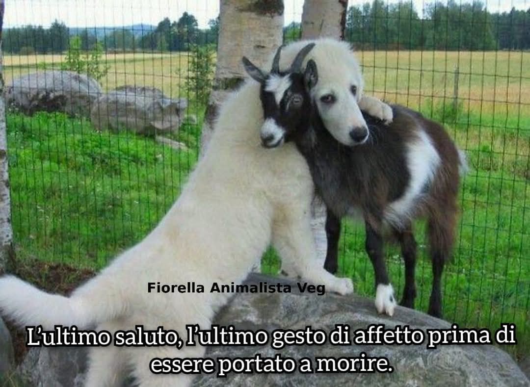 FiorellaArcodi1's tweet photo. LA VERGOGNA PROIBISCA CIÒ CHE LA LEGGE NON PROIBISCE

Seneca

#SaveTheLamb
#savetheanimals
#tuttivoglionovivere
#pasquavegan
#PasquaSenzaSangue https://t.co/t0AZ0l5XML