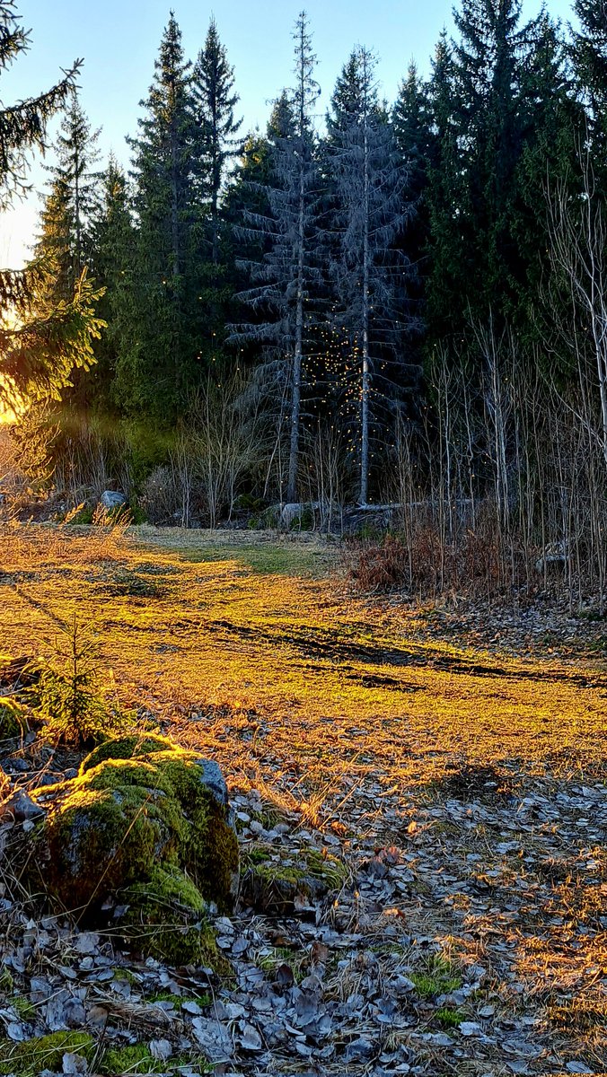 Broberg2Mikael's tweet image. Imorse flög orrarna ovanför hygget jag gräver brandgator på. Ikväll dansade insekterna i skymningen. Våren ändå!
