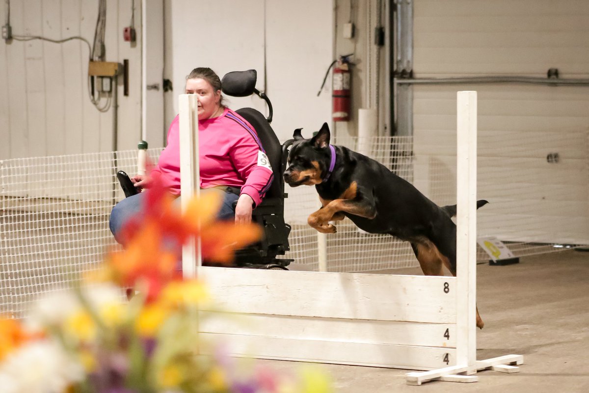 servicerotties's tweet image. Admin Post:
My plan was to take Kuno to the west coast, find a beach that rents water wheelchairs and take him to play in the Ocean. We never made it that far. Costs, my own health, and the fact a trip that far on my own is really daunting were all the factors that stood in the