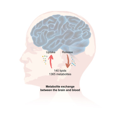 Online now:  Comprehensive characterization of metabolic consumption and production by the human brain dlvr.it/TJmXB9