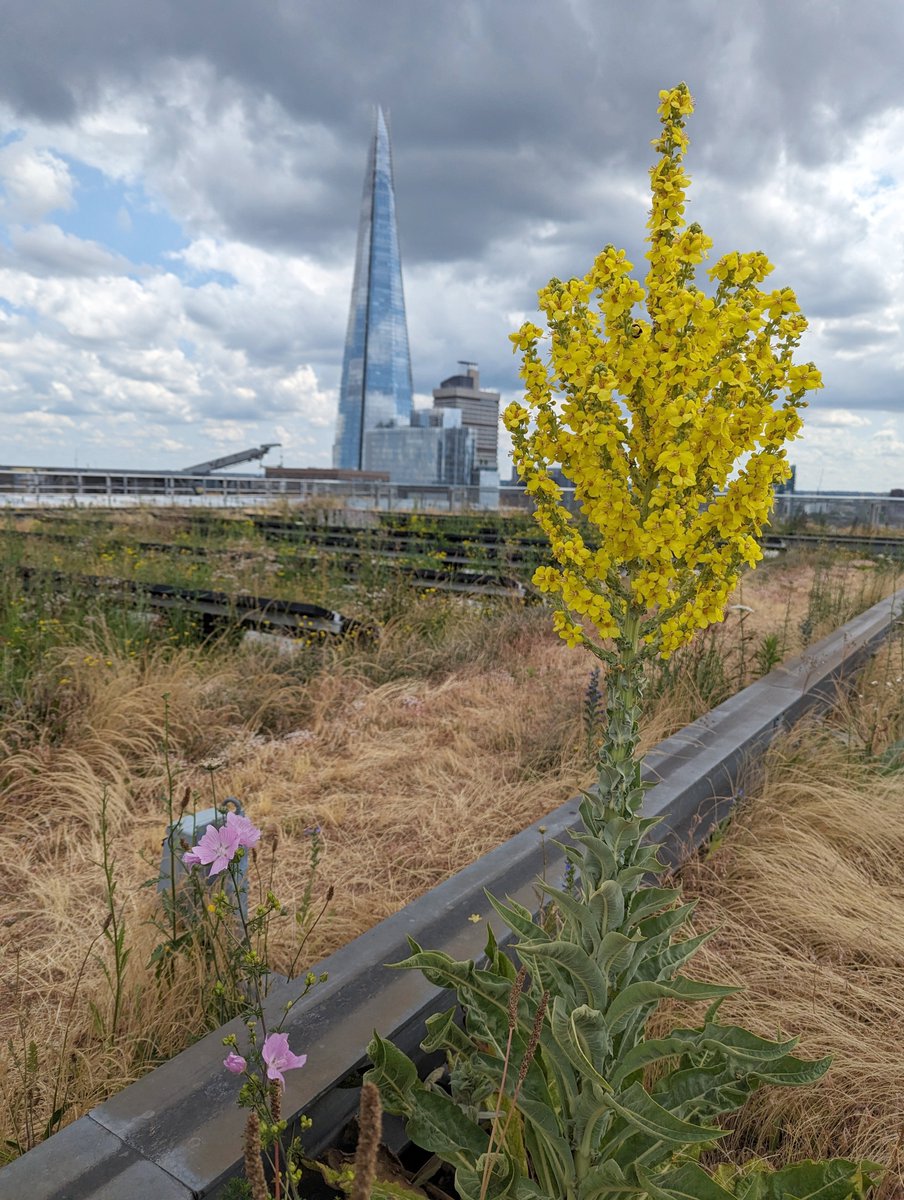BSBI: Botanical Society of Britain & Ireland tweet media
