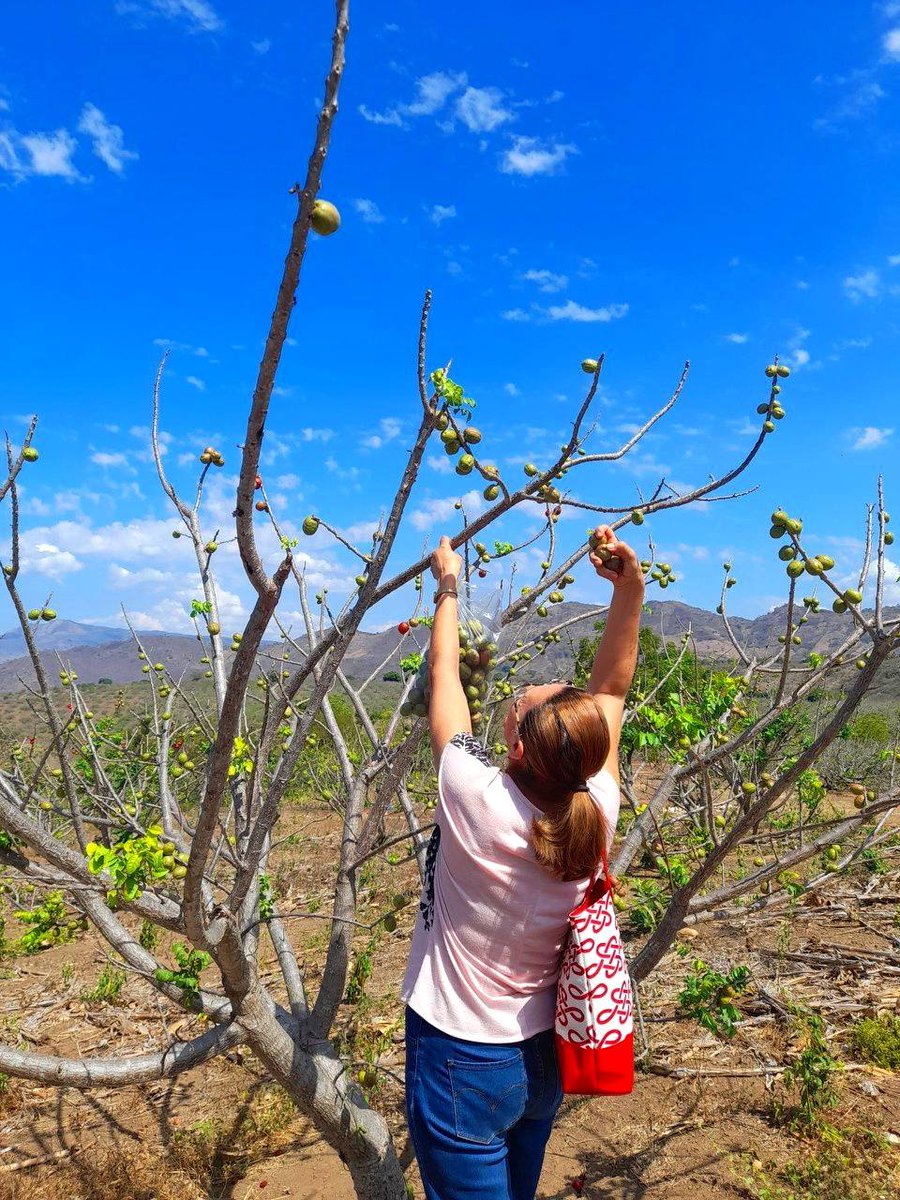 Tourbussv's tweet photo. 🔶Festival del Jocote Barón rojo🔶
Disfruta de nuestro #tour a  San Lorenzo y su festival del Jocote, luego visitaremos Apaneca.🚌 
¡Podras hacer el tour a plantaciones de jocote! 😍

🔶 Domingo 30 de marzo
https://t.co/fxuGRU6tzs https://t.co/dfnU8VFOJu