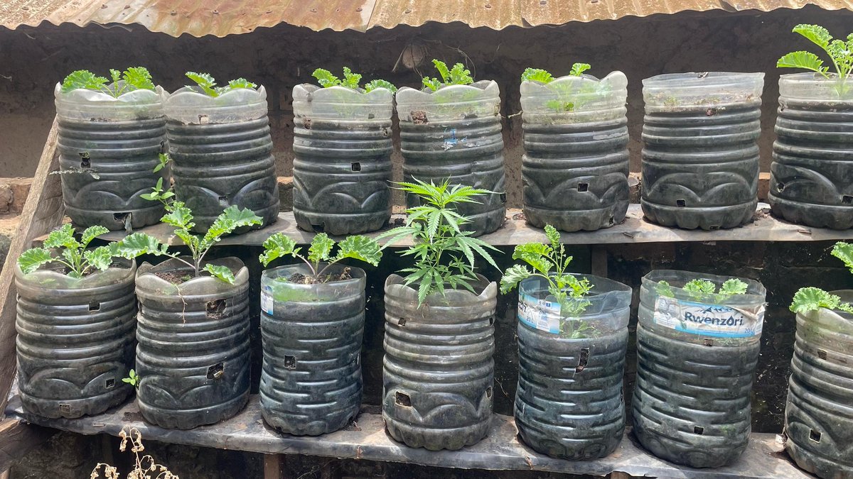 HolisticActions's tweet photo. Our ØSTERGRO inspired garden with a variety of seeds from Denmark is not only a beautiful space but also a thriving source of fresh vegetables, edible flowers and herbs for our staff and community members.
@dreamtownngo @UNEP @activecitizensu @UNHABITAT @AhumuzaRona https://t.co/IQaWNy2tSy