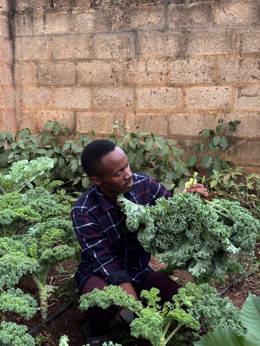 HolisticActions's tweet photo. Our ØSTERGRO inspired garden with a variety of seeds from Denmark is not only a beautiful space but also a thriving source of fresh vegetables, edible flowers and herbs for our staff and community members.
@dreamtownngo @UNEP @activecitizensu @UNHABITAT @AhumuzaRona https://t.co/IQaWNy2tSy
