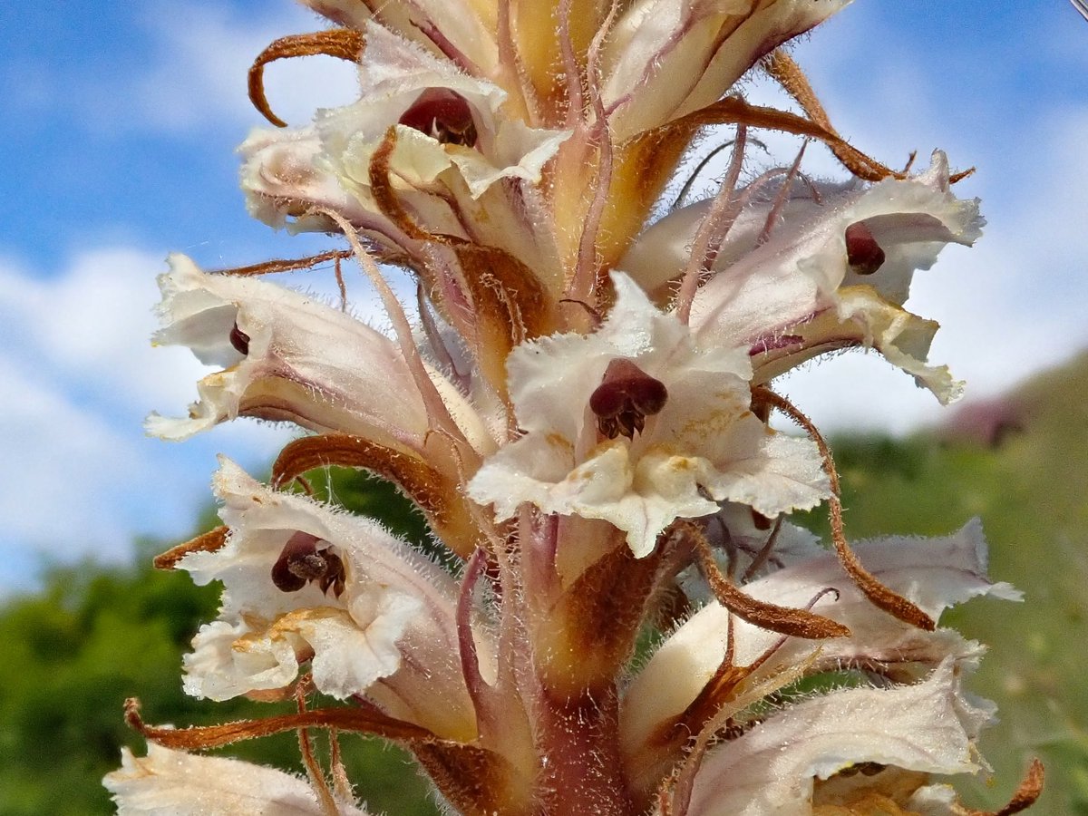 BSBI: Botanical Society of Britain & Ireland (@bsbibotany) on Twitter photo We have 3 fab #WildFlowerID webinars lined up for you this spring.
Led by national experts.
All absolutely free!
22 Apr: Mulleins with Mike Crewe
7 May: Mints with Ambroise Baker
10 June: Broomrapes with <a href="/thorogoodchris1/">Chris Thorogood</a>
Details & booking links here:
bsbipublicity.blogspot.com/2025/03/sharpe… We have 3 fab #WildFlowerID webinars lined up for you this spring.
Led by national experts.
All absolutely free!
22 Apr: Mulleins with Mike Crewe
7 May: Mints with Ambroise Baker
10 June: Broomrapes with <a href="/thorogoodchris1/">Chris Thorogood</a>
Details & booking links here:
bsbipublicity.blogspot.com/2025/03/sharpe…
