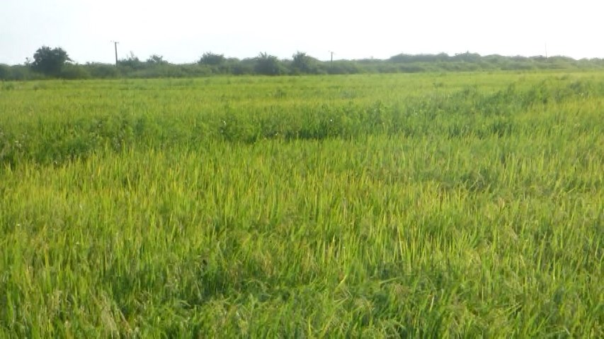 Dianelys Saborido, directora de la Empresa Agroindustrial de Granos Emilio Córdova, rectora de la producción de arroz en Villa Clara, dijo que en 2024 sembramos 1000 hectáreas más que en 2023 y ahora en 2025 nos proponemos crecer en 1890 hectàreas".#juntosporvillaclara.