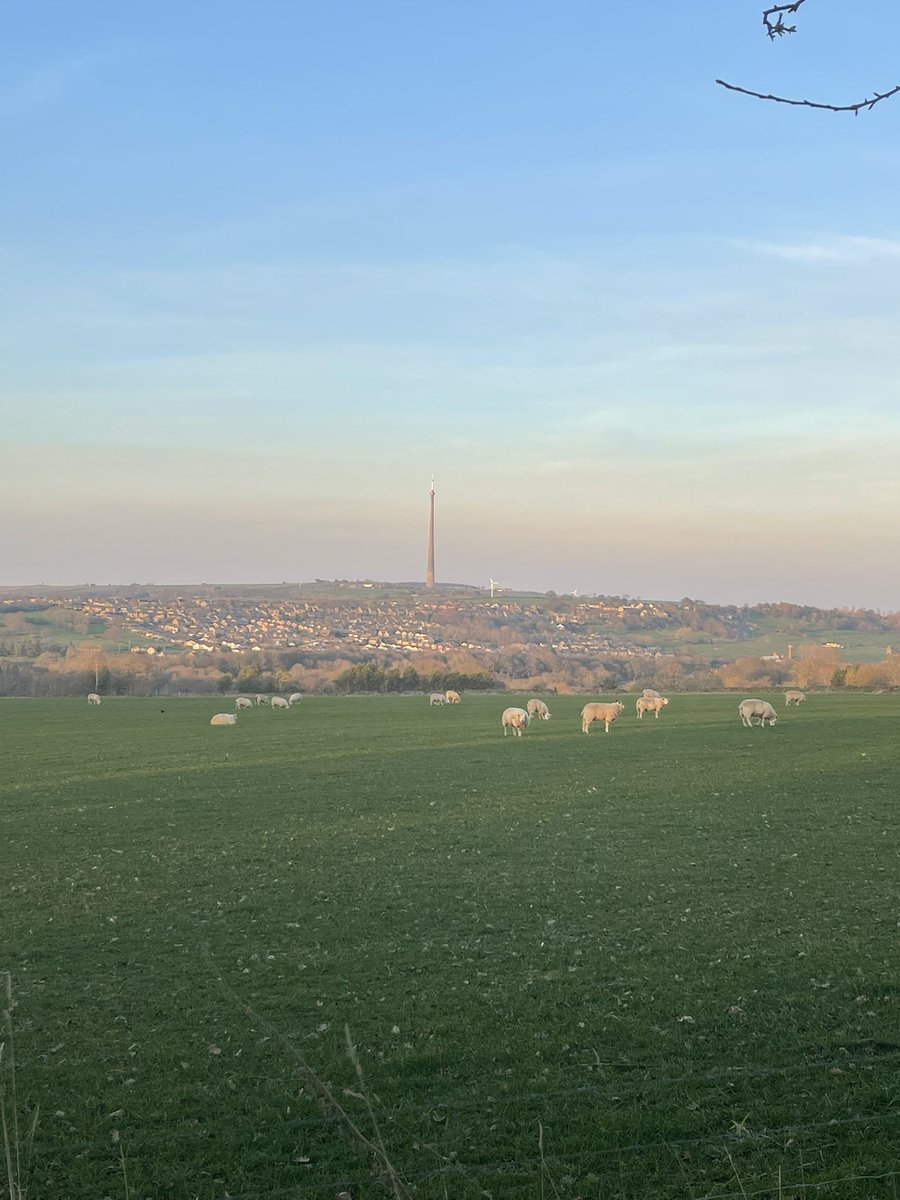 Sunny evening running. This time next week it’ll be light for another hour!! #gurn #sheep <a href="/UKRunChat/">UKRunChat</a> <a href="/TeachersRunClub/">TeachersRunClub</a>