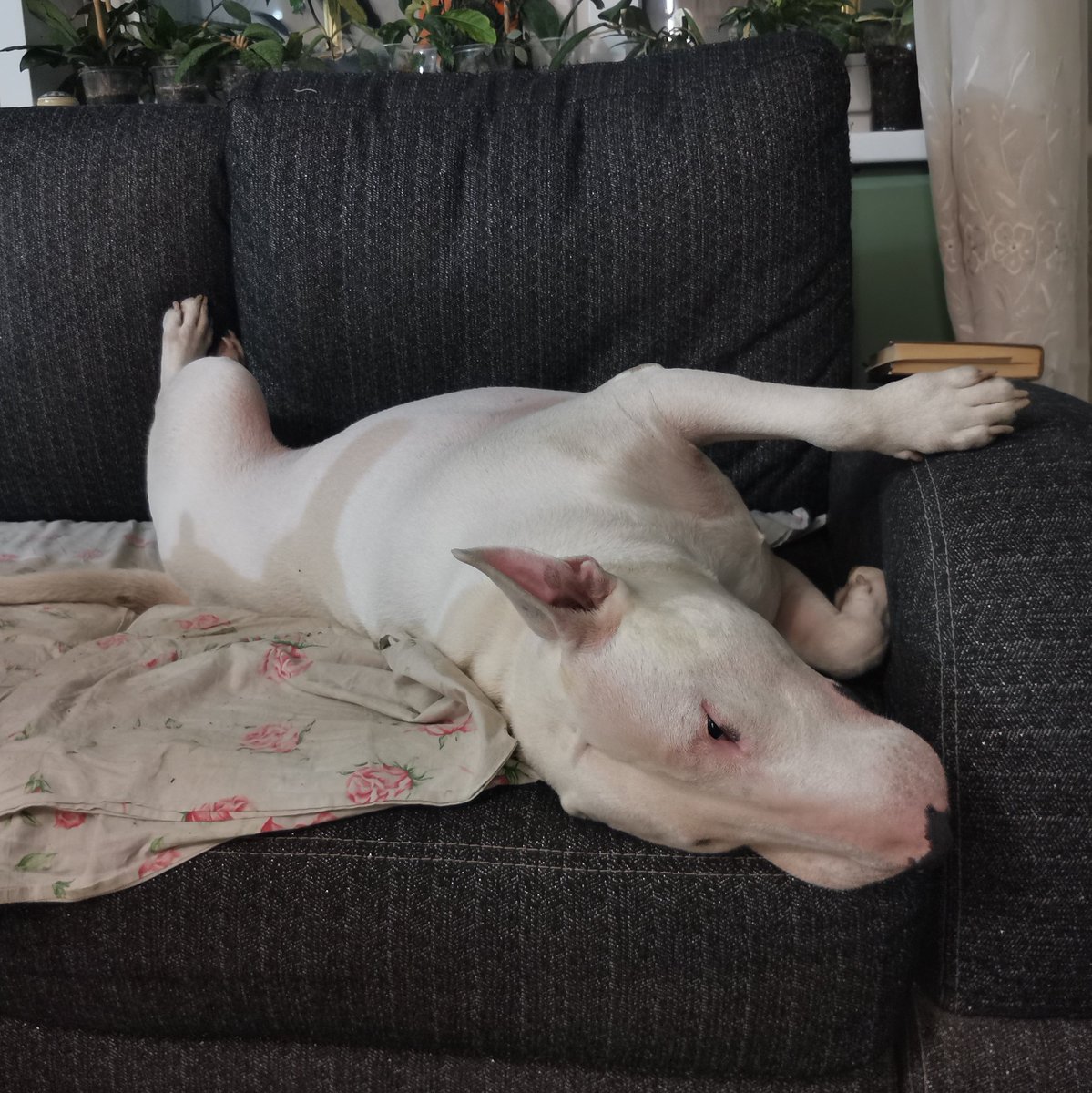 #какспятбультерьеры