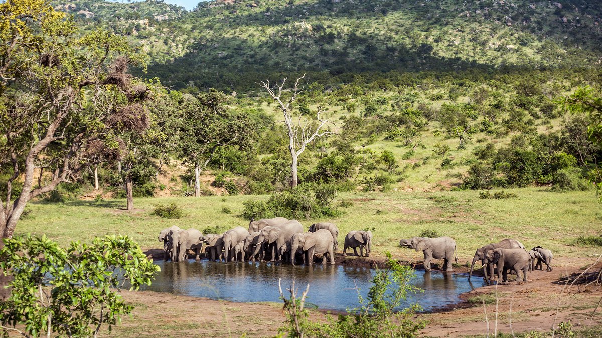 Curious about the consequences of overtourism? Check out this insightful article on Bearded Heron Safaris' efforts in responsible tourism. Let's all do our part to protect our planet and its precious wildlife!👉 zurl.co/XZcX1

#MEAMarkets #OverTourism #SustainableTravel