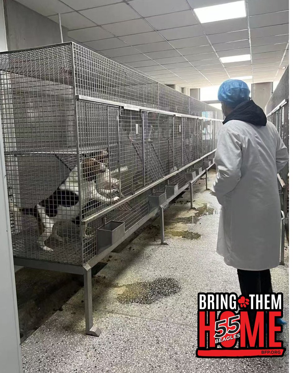 beaglefreedom's tweet image. ‼️URGENT‼️ 55 beagles need your help! 🐶 We’re still short of our fundraising goal to bring them home &amp;amp; cover medical care. $1,500 per beagle. Please donate to help give them a life of freedom! ❤️ Learn more: bfp.org/bring-them-home 🙏 #StopAnimalTesting