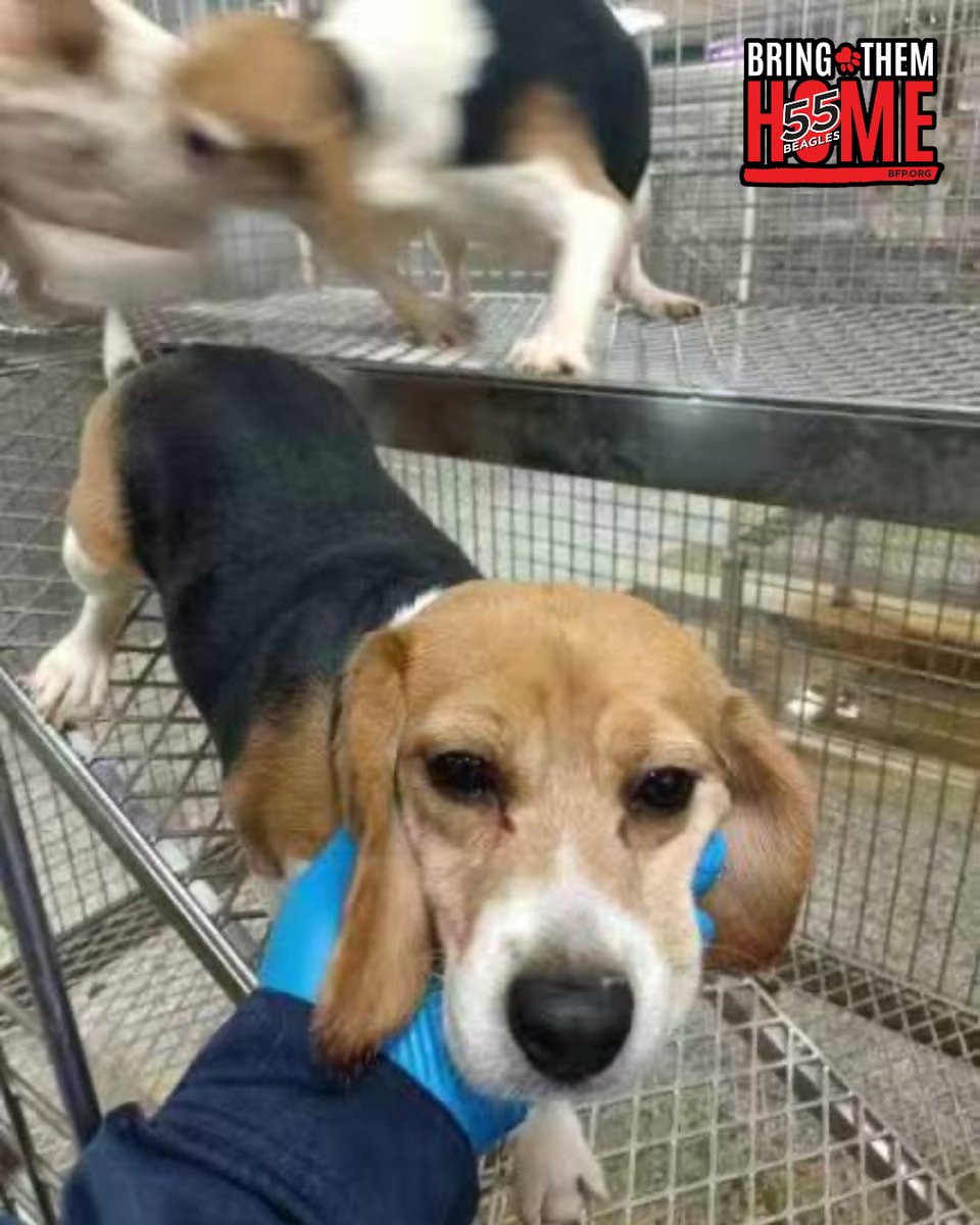 beaglefreedom's tweet image. ‼️URGENT‼️ 55 beagles need your help! 🐶 We’re still short of our fundraising goal to bring them home &amp;amp; cover medical care. $1,500 per beagle. Please donate to help give them a life of freedom! ❤️ Learn more: bfp.org/bring-them-home 🙏 #StopAnimalTesting
