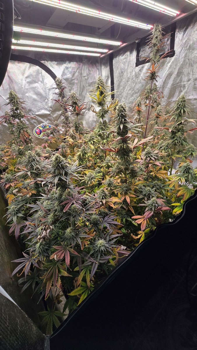 GreenAutoConsumo tweet media