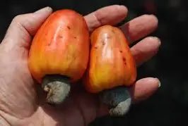 F.Ortega B.Mex. tweet media