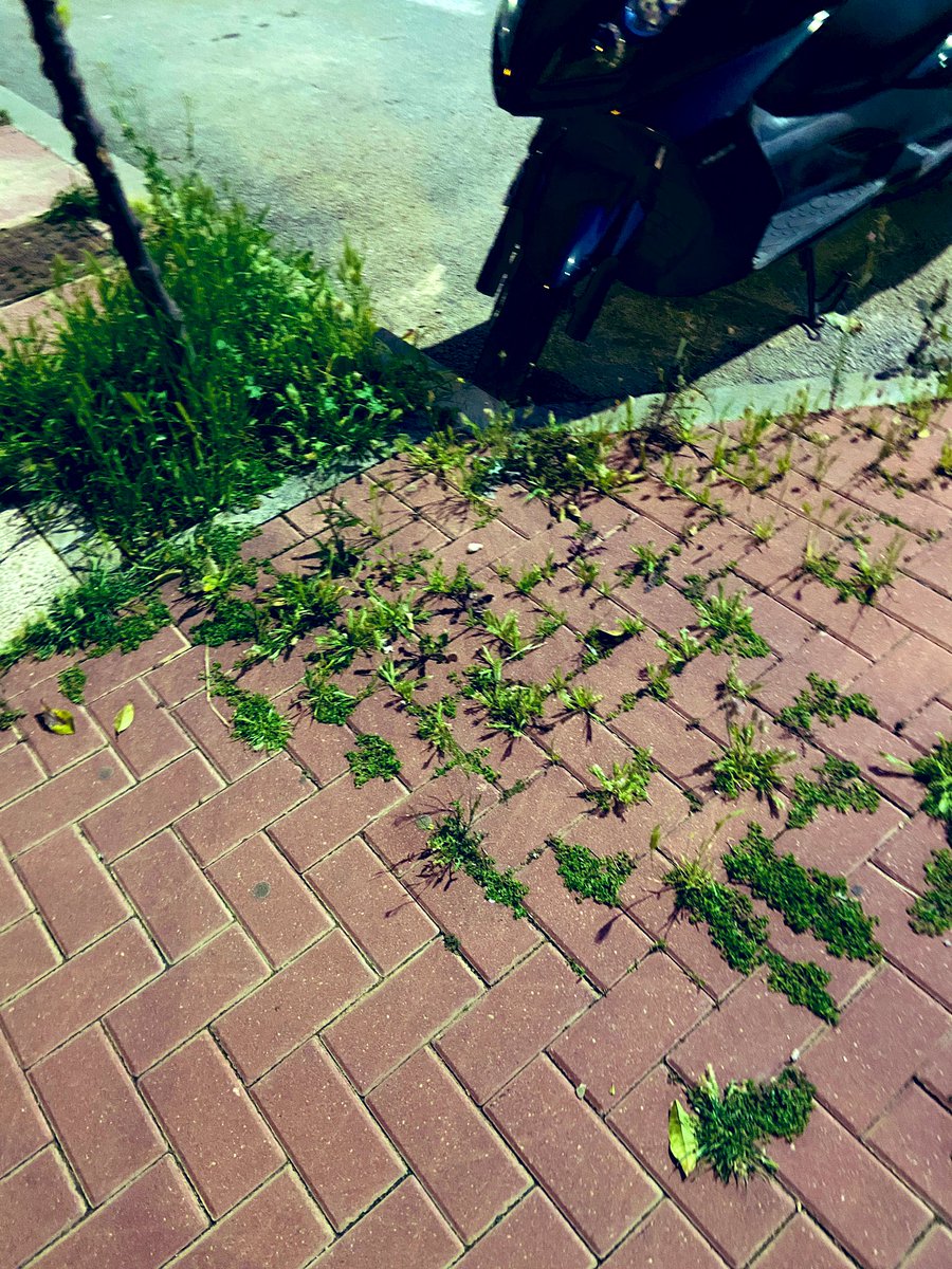 Carmen Peña tweet media