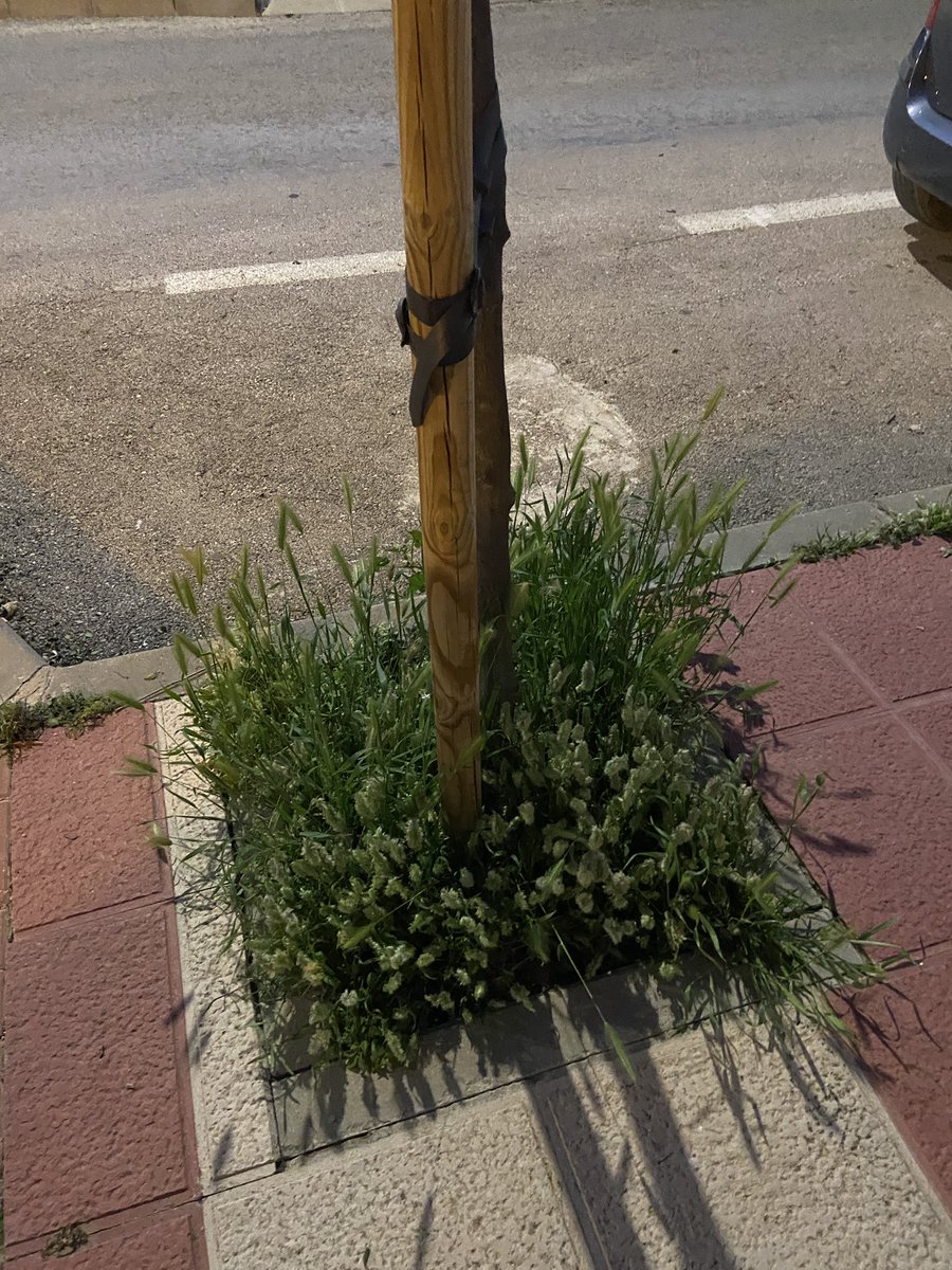 Carmen Peña tweet media