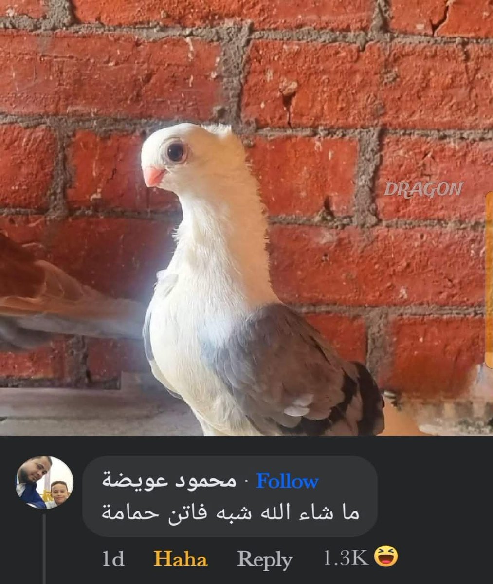 3alam_semsem_'s tweet photo. https://t.co/X4khdPBtA9