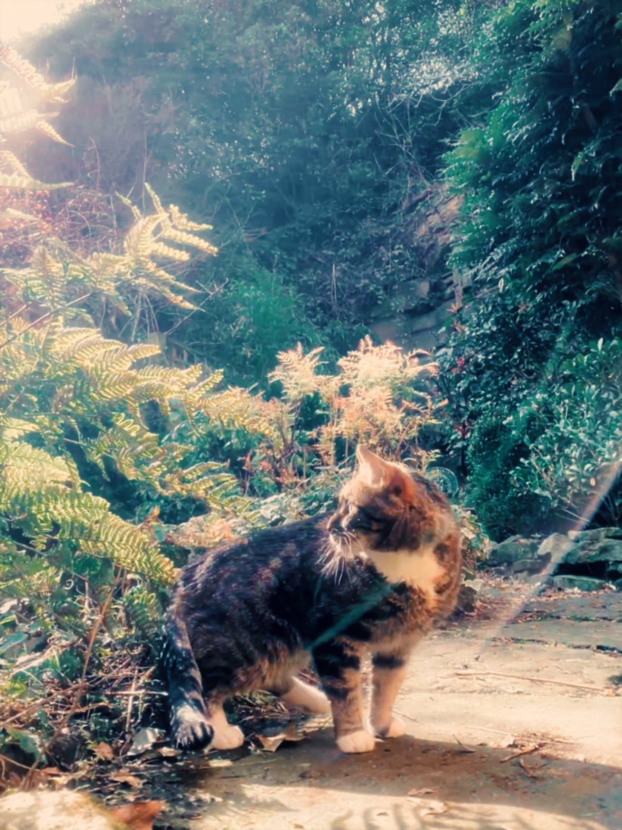 🌿⛅️Been spending some time in-between recording sessions tidying up my cliff garden. My cat Liv only goes outside a few times a year when the weather is particularly nice so I seized this rare opportunity to photograph her in the spring sunshine 😸🌿