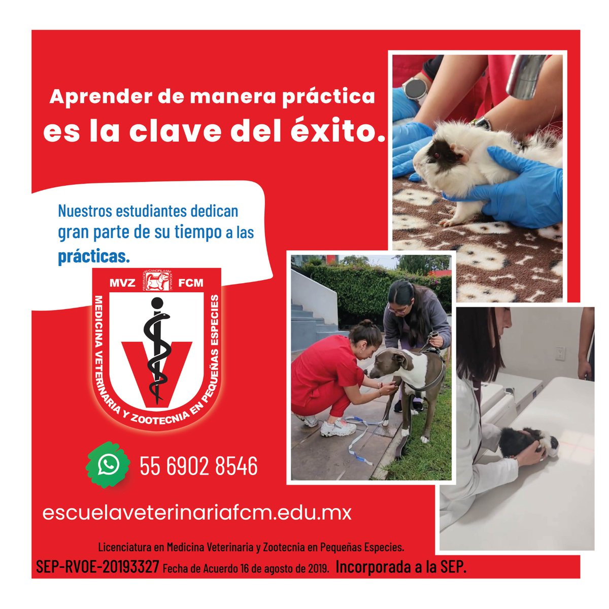 EscuelaFcm's tweet photo. 🐶💡 𝐀𝐩𝐫𝐞𝐧𝐝𝐞𝐫 𝐝𝐞 𝐦𝐚𝐧𝐞𝐫𝐚 𝐩𝐫á𝐜𝐭𝐢𝐜𝐚 𝐞𝐬 𝐥𝐚 𝐜𝐥𝐚𝐯𝐞 𝐝𝐞𝐥 é𝐱𝐢𝐭𝐨.
En nuestra Escuela los estudiantes dedican gran parte del tiempo a prácticas.
https://t.co/u3HEelZR35   W: 5569028546
#Veterinariadecalidad #Prácticasveterinarias #Amorporlosanimales https://t.co/7z7RrwZxXf