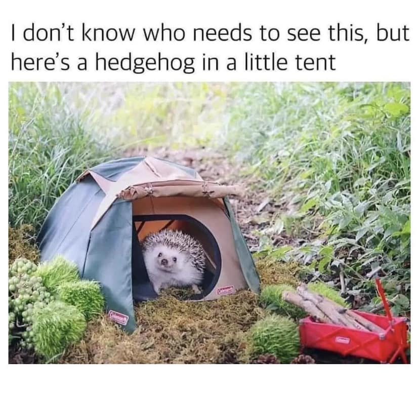 WholesomeMemes (@wholesomememe) on Twitter photo 