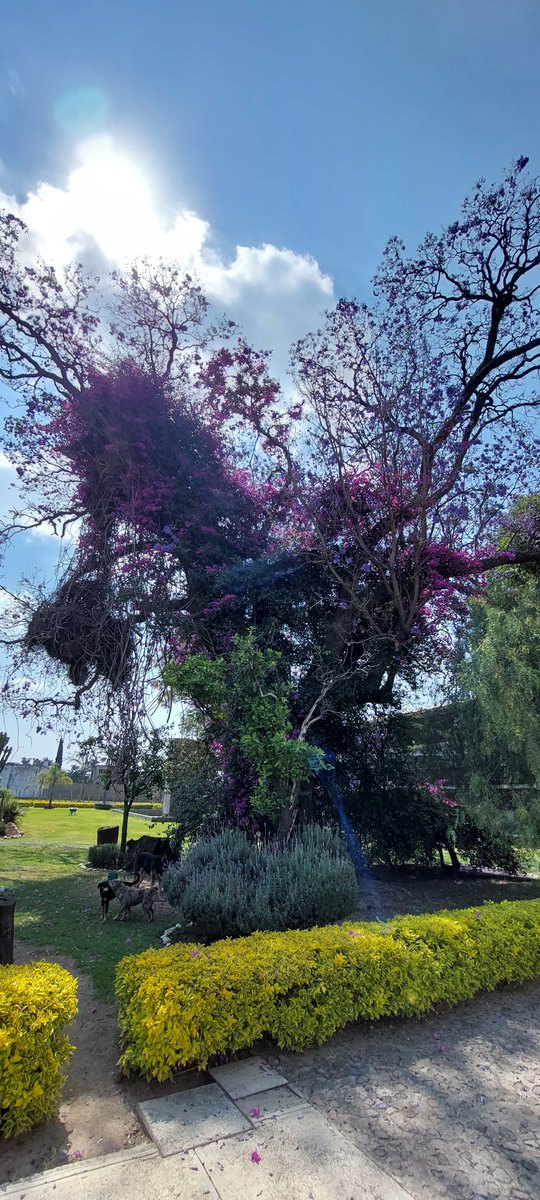 arturacho's tweet photo. ¡Chula de bonita! Jacaranda que alberga nidos de cotorros y una buganvilia como tiara. A tan solo 100 m de la iglesia con el arte barroco indígena más hermoso de México, Tonantzintla. ¡Una #JacarandaAzteca !
@RicardoBSalinas 
@JorgeNikaidoB 
@MLMSalinas 
19.028988, -98.318677 https://t.co/PSDb0PLxgv