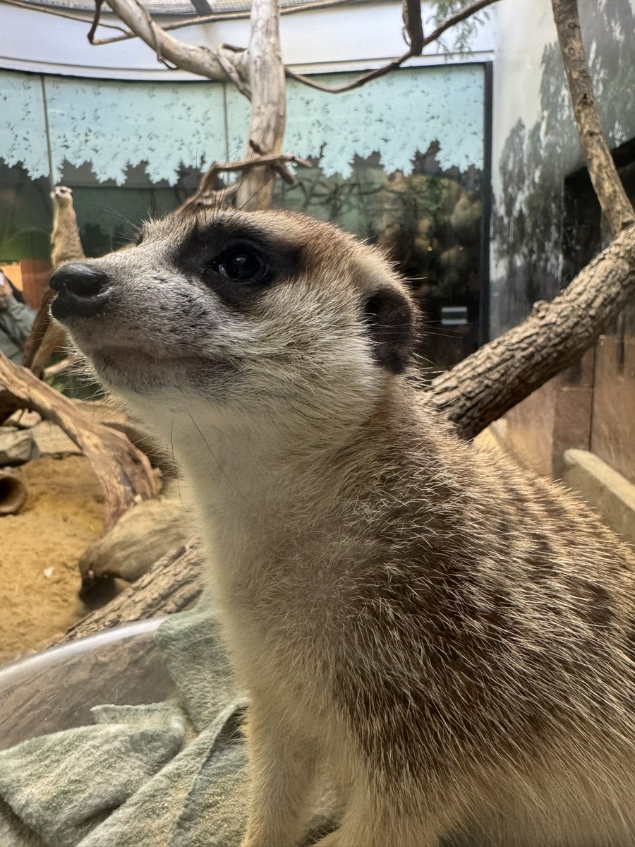choboogi's tweet photo. saw some little guys at the zoo! https://t.co/dTXygsZNcB