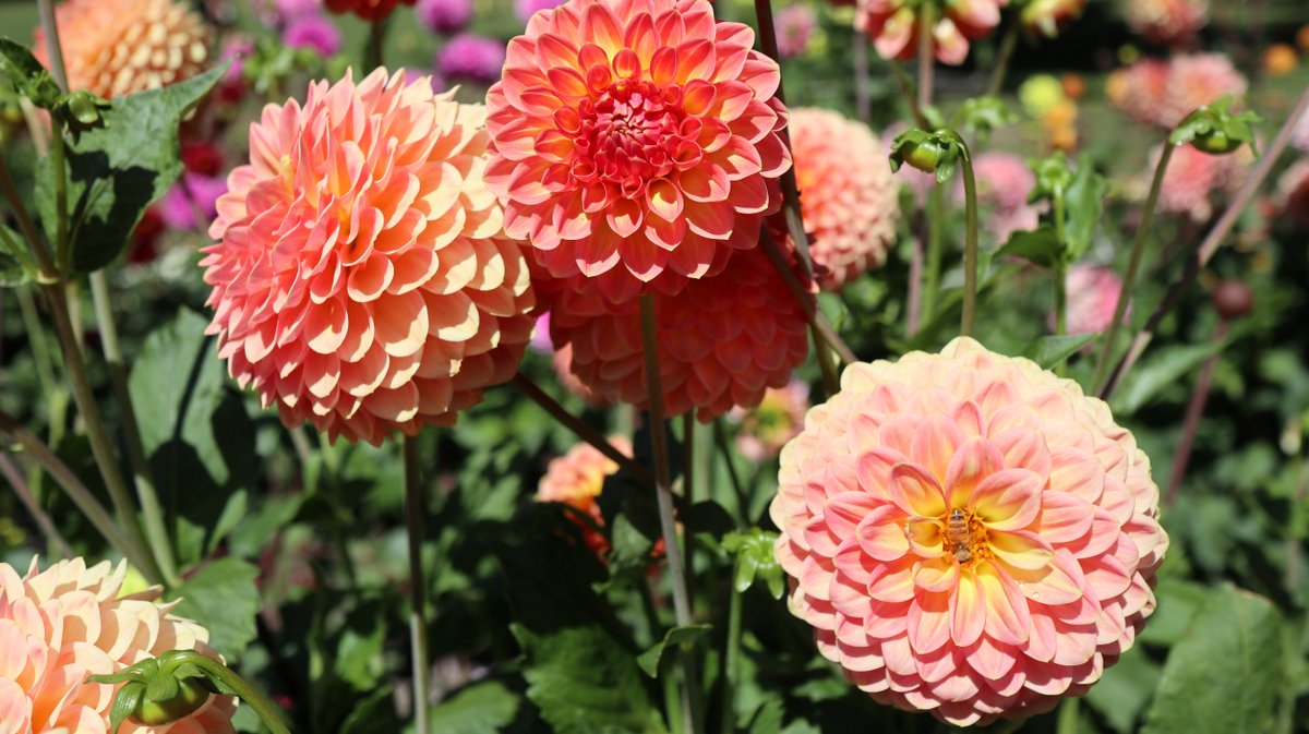 NeoOdist's tweet photo. A new day, and a changed palette with these sunkissed #dahlias. It's looking good outside so I better get into it. Have a great day everyone.
#dahlia
#gardens
#bloomscrolling https://t.co/h0NqWrbnF8