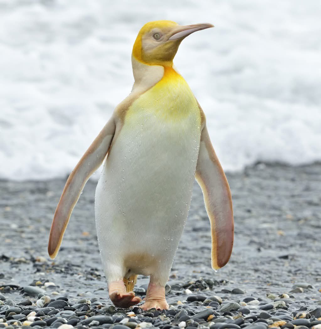 GossipRoomOff's tweet photo. 🚨 Un photographe animalier a pris ces clichés incroyables d'un manchot doré dans la nature. Son pelage aurait ces couleurs uniques à cause d'une mutation génétique appelée "le leucisme", aussi nommé l'albinisme partiel. 🐥 (via Nature)

📸: yves_adams (IG) https://t.co/AkDBOBthqc